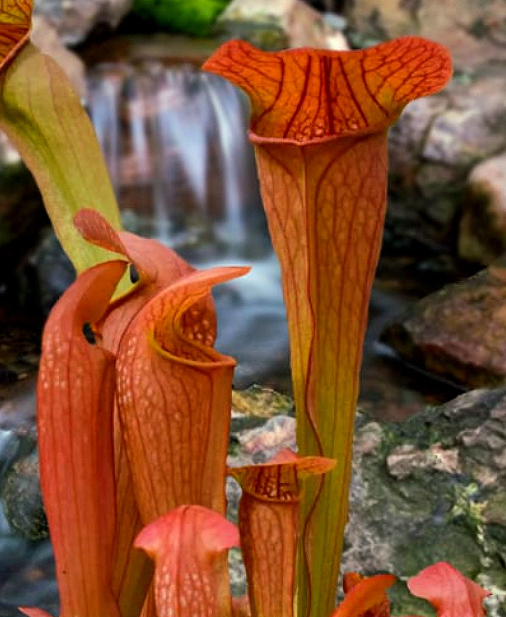 Sarracenia' Bug Bat Pitcher Plant