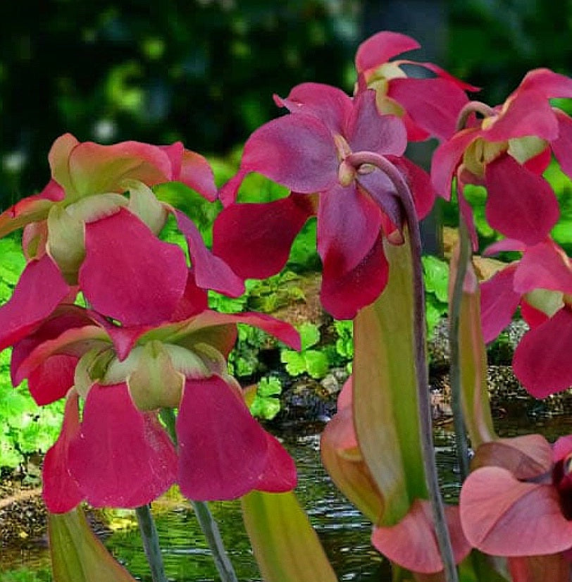 Sarracenia' Bug Bat Pitcher Plant