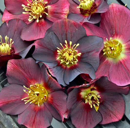 Helleborus' Rome In Red