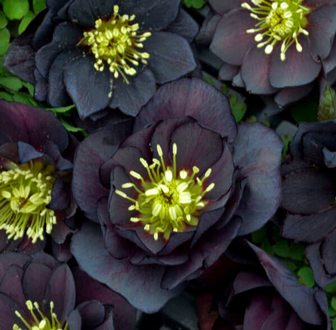 Helleborus' Dark And Handsome