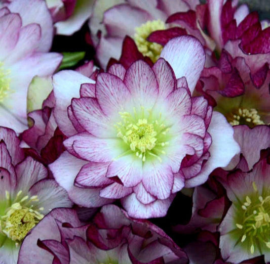 Helleborus' Blushing Bridesmaid