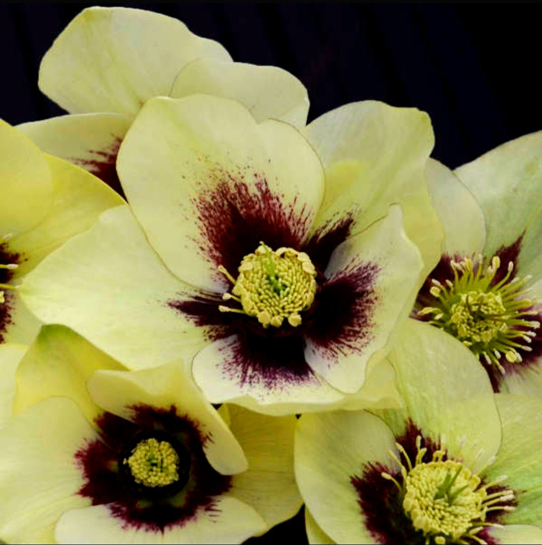 Helleborus' Spanish Flare