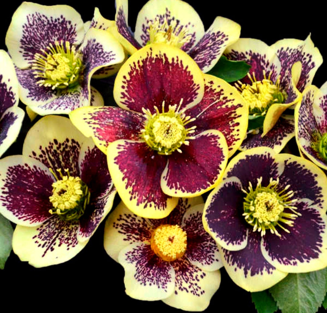 Helleborus' Rio Carnival