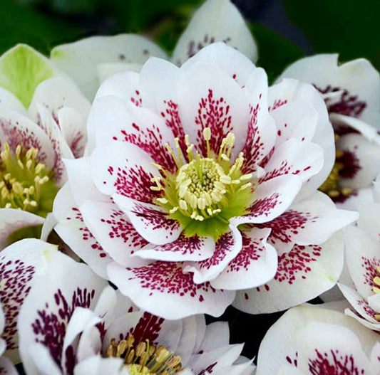 Helleborus' Confetti Cake