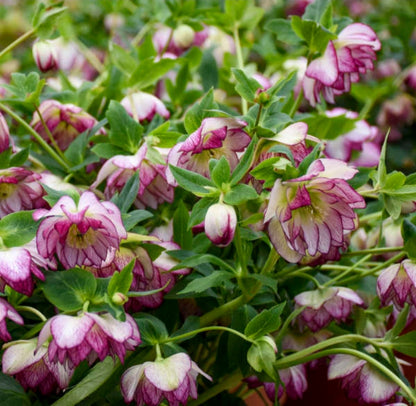 Helleborus' Blushing Bridesmaid