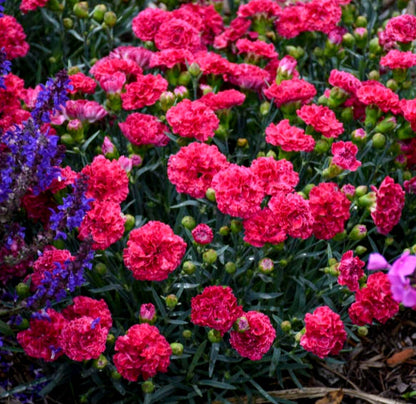 Dianthus' Raspberry Ruffles