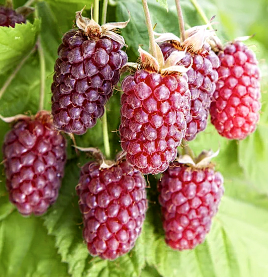 Rubus' Loganberry