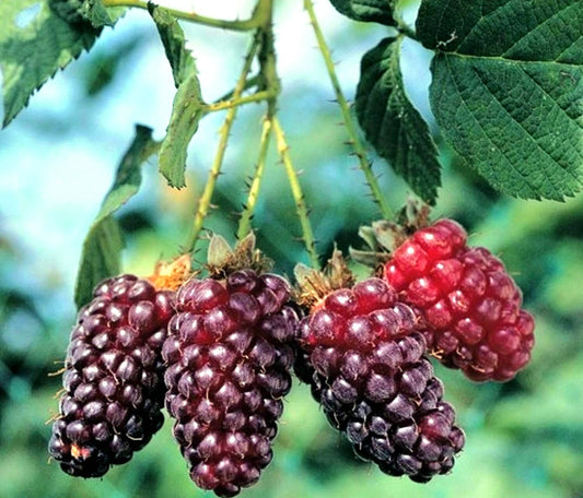 Rubus' Tayberry