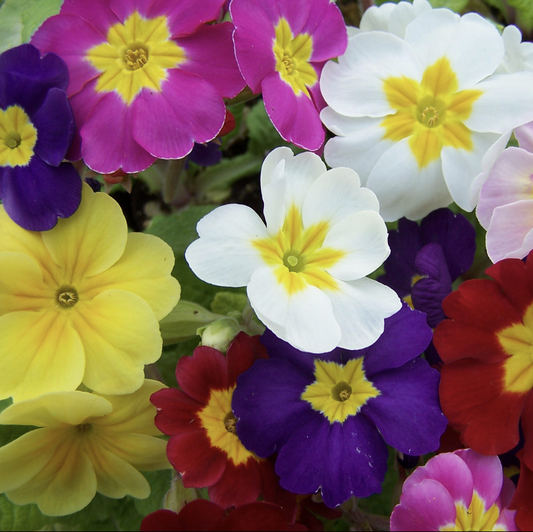 Primula' Pacific Hybrids English Primrose Mix