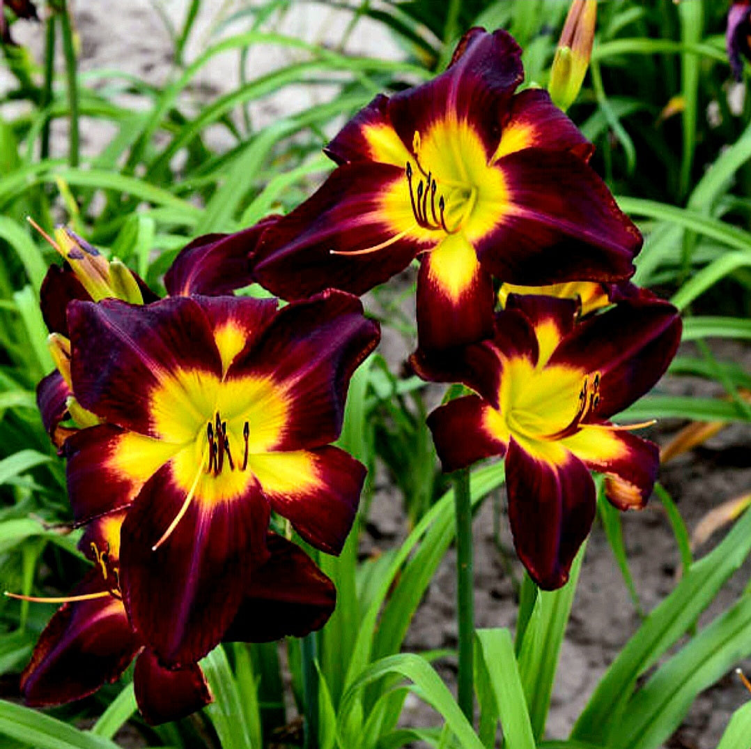 Hemerocalis' 💎 Persian Ruby Daylily (Specialty)