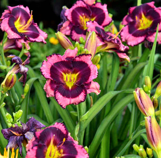 Hemerocalis' ☔️ Storm Shelter Daylily (Specialty)