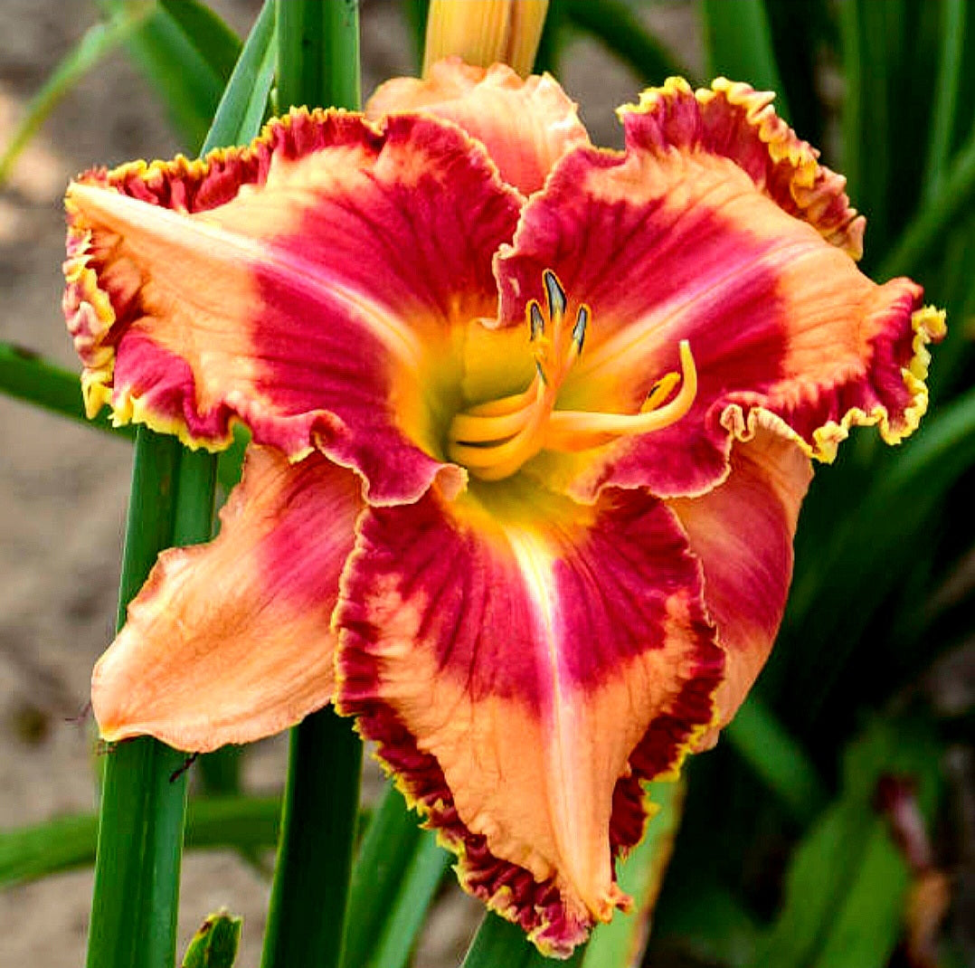 Hemerocalis' 🔥 Lake Of Fire Daylily (Specialty)