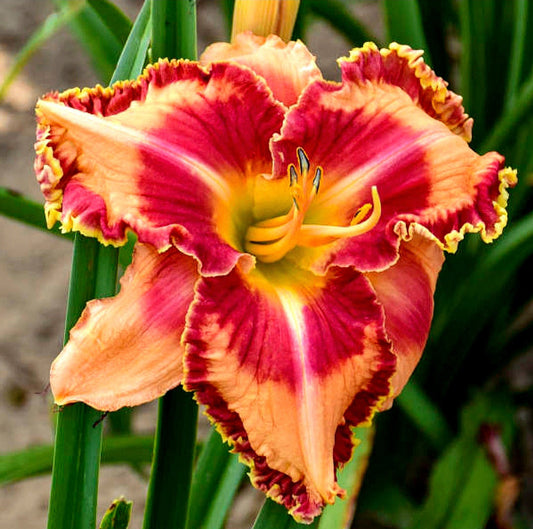 Hemerocalis' 🔥 Lake Of Fire Daylily (Specialty)