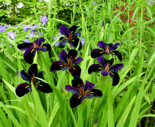 Iris' Black Gamecock Louisiana Iris