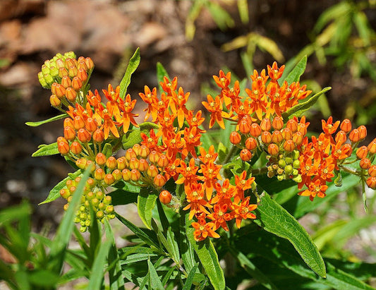 Asclepias' Butterfly Weed