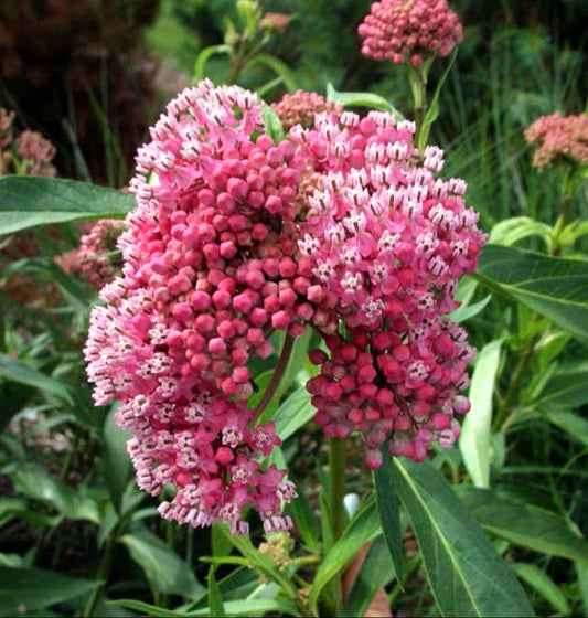 Asclepias' Cinderella Milkweed