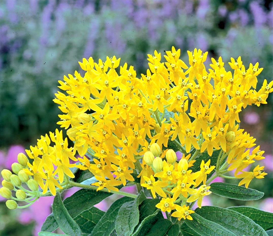 Asclepias' Hello Yellow Butterfly Weed