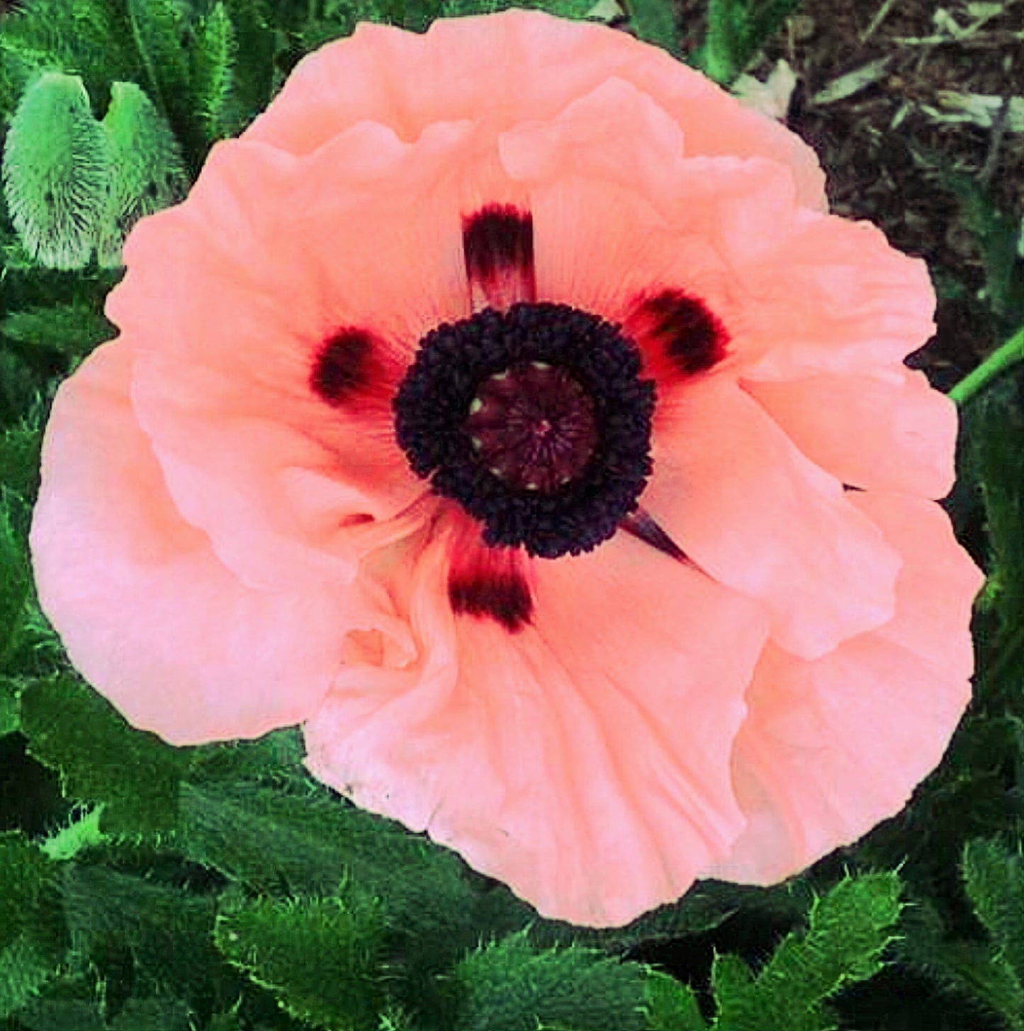 Papaver' Queen Alexandra Poppy