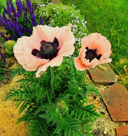 Papaver' Queen Alexandra Poppy