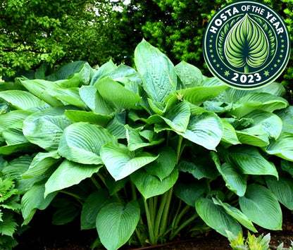 Hosta' Empress Wu Giant Hosta (🏆2023 Hosta Of The Year)!