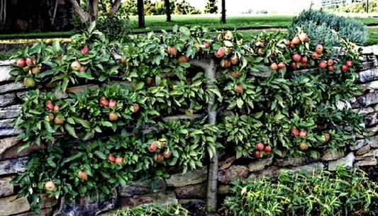 Malus' 3 Tier Hardy Espalier Apple Tree