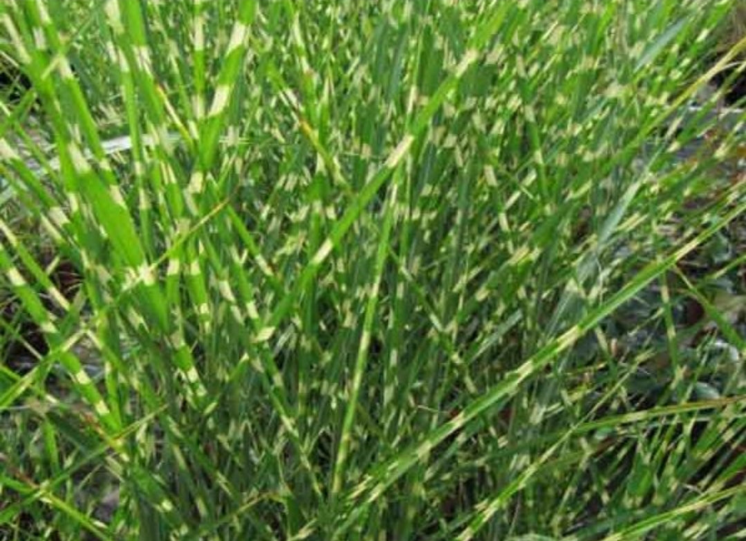 Miscanthus' Zebra Grass