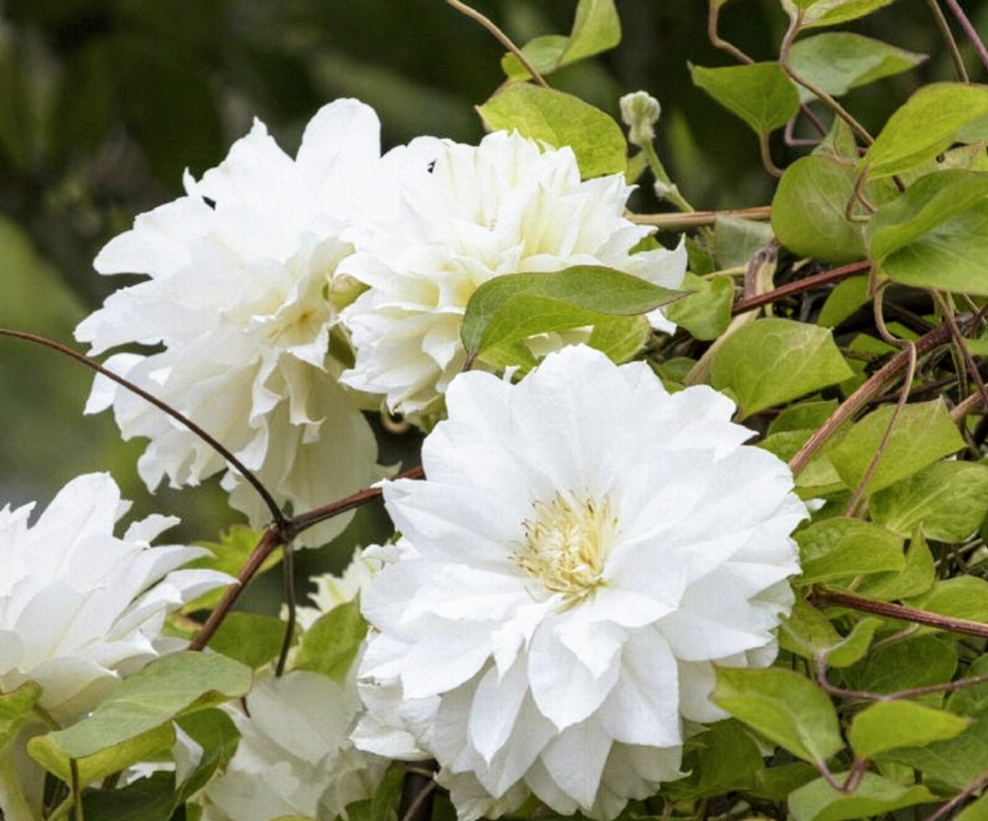 Clematis' Duchess Of Edinburgh