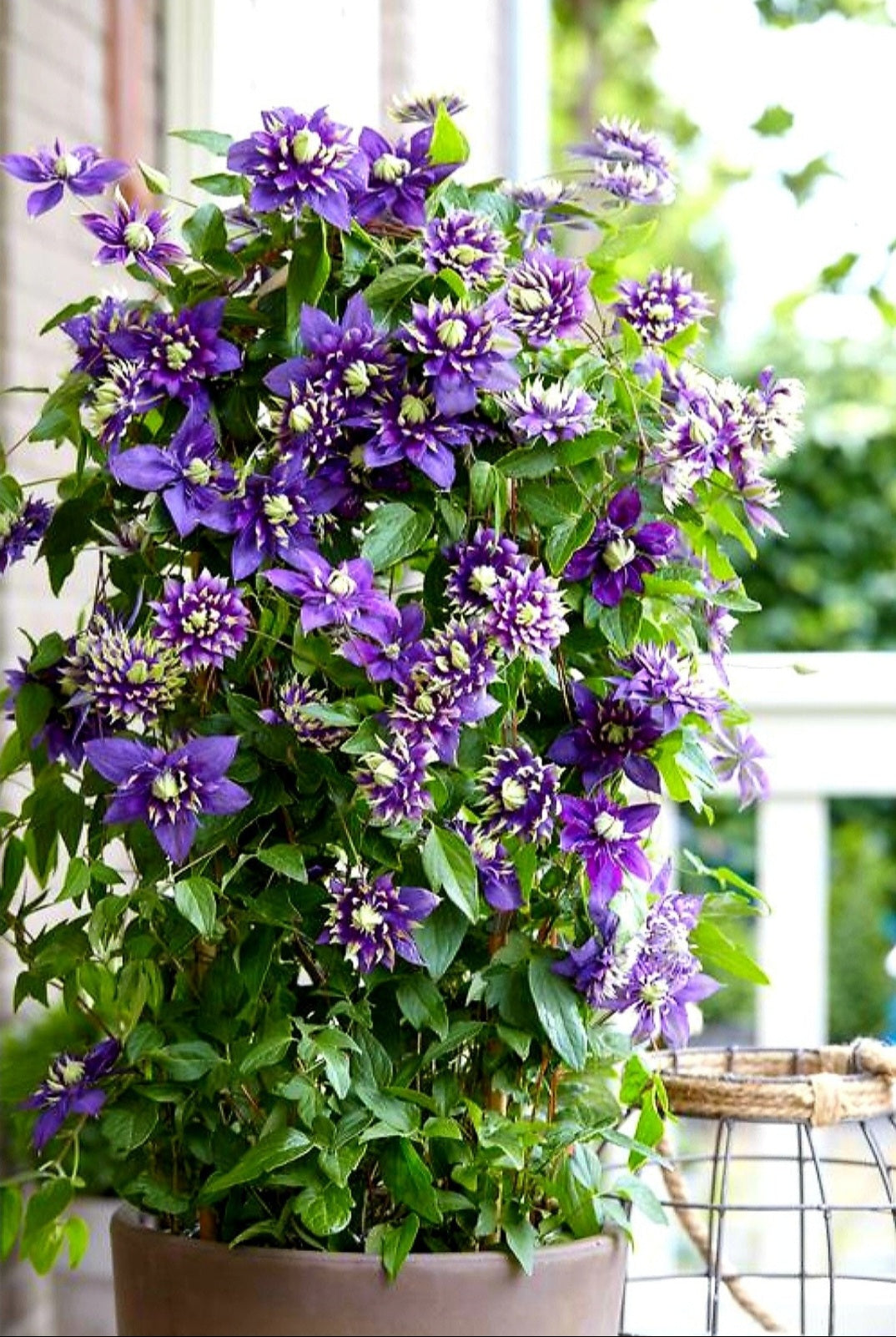 Clematis' Hybrid Taiga