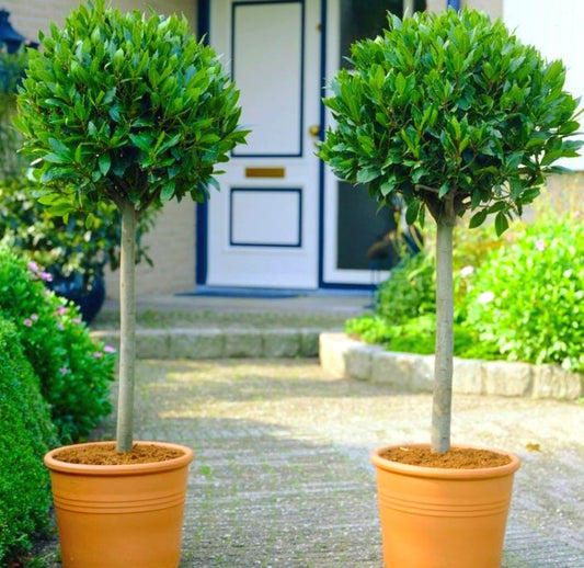 Laurus' Bay Leaf Topiary Tree