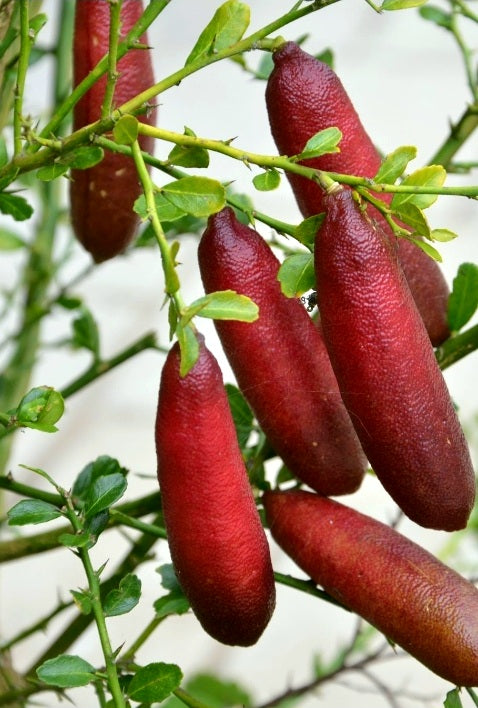 Citrus' Red Finger Patio Lime Tree