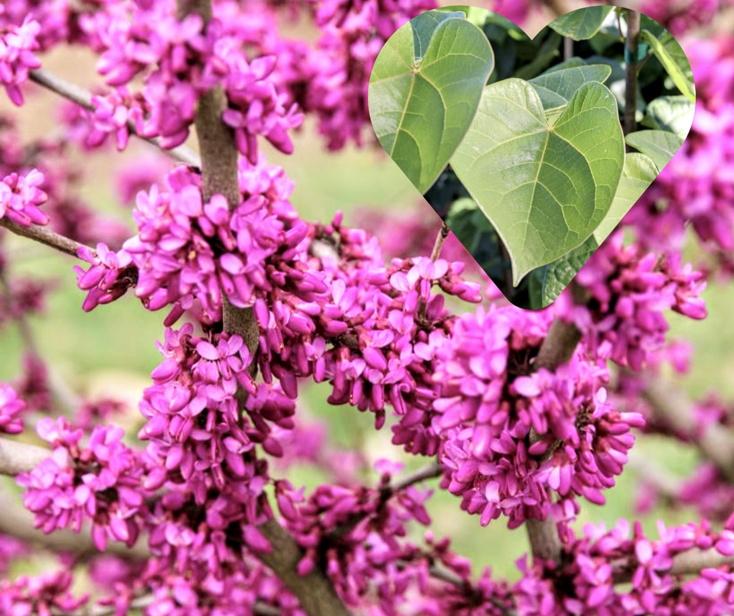 Cercis' Northern Herald® Cold Hardy Redbud Tree