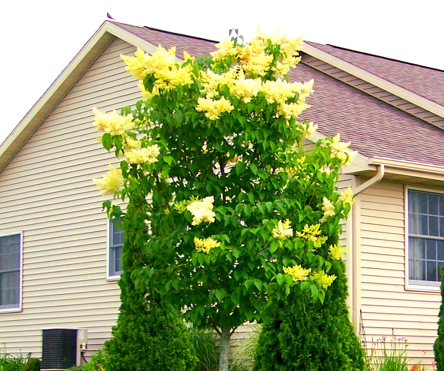 Syringa' Beijing Gold® Yellow Tree Lilac