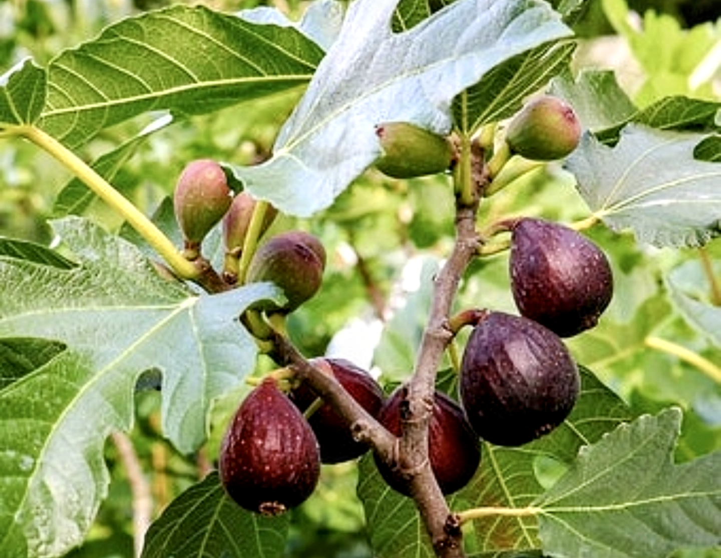 Ficus' Chicago Hardy Fig Tree