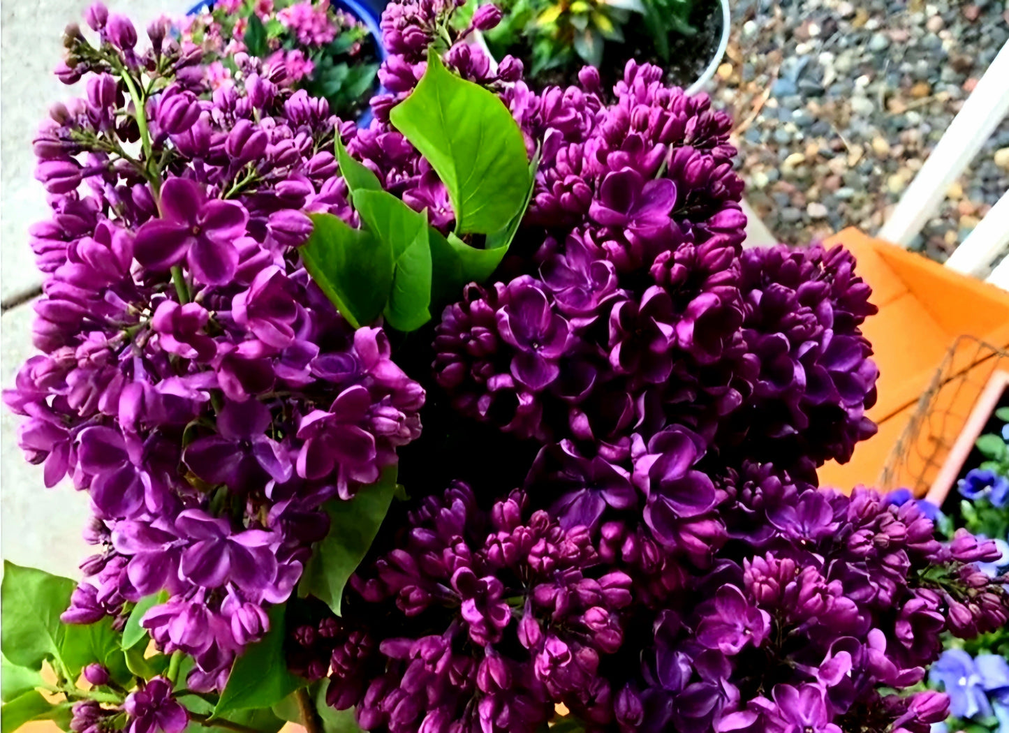 Syringa' Yankee Doodle Lilac