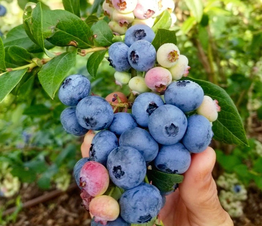 Vaccinium' Sweetheart 'Everbearing' Blueberry