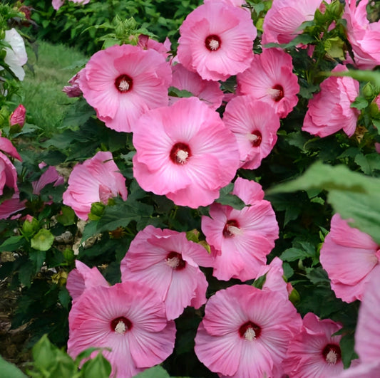 Hibiscus' Airbrush Effect (Hardy/Perennial)