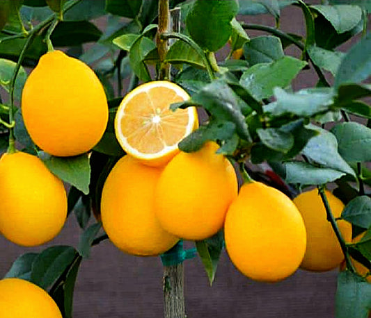 Citrus' Improved Meyer Patio Lemon Tree