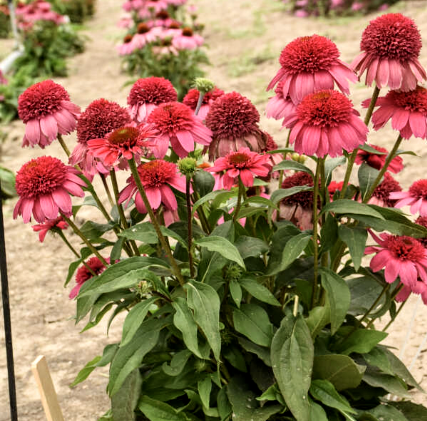 Echinacea' Double Dipped® Watermelon Sugar Coneflower