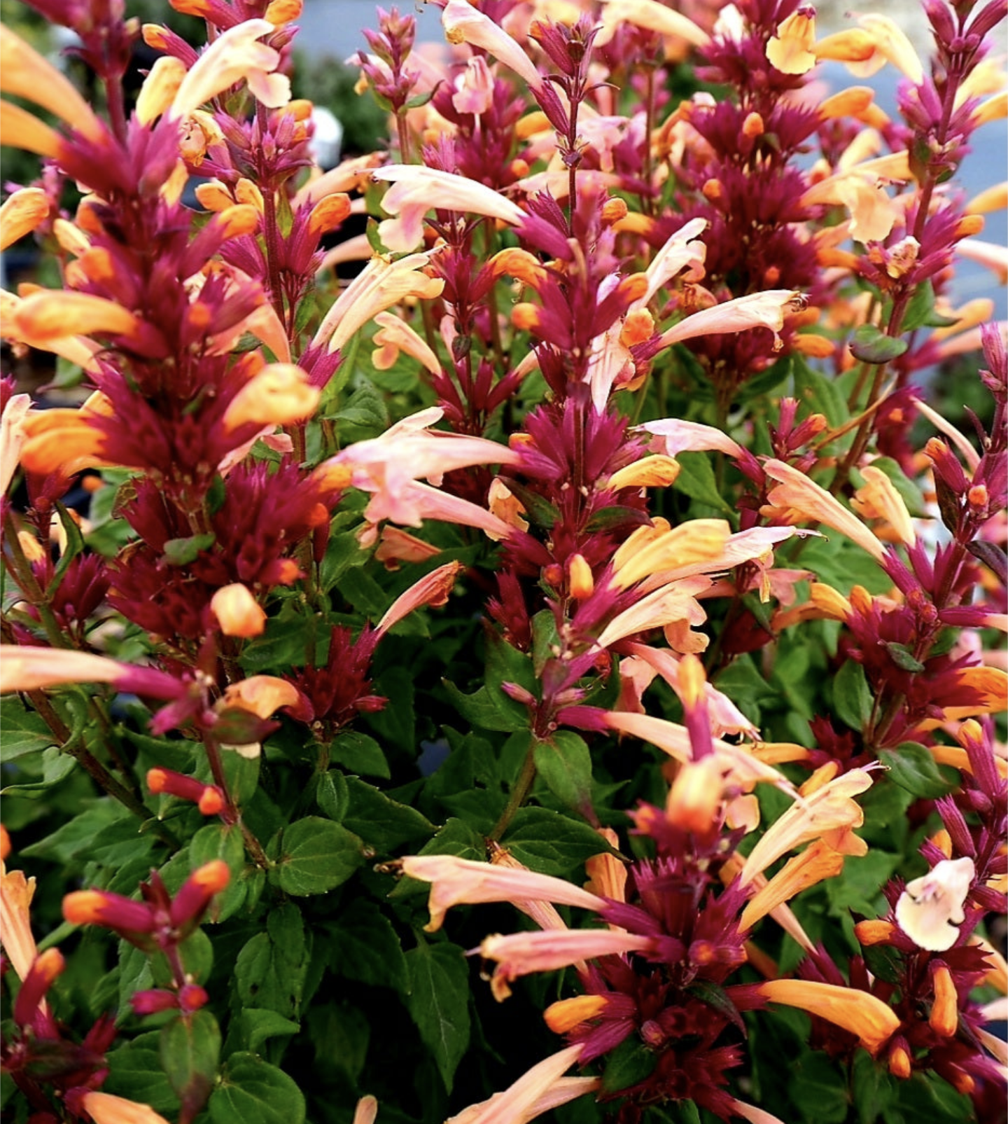 Agastache' Guava Lava Hyssop