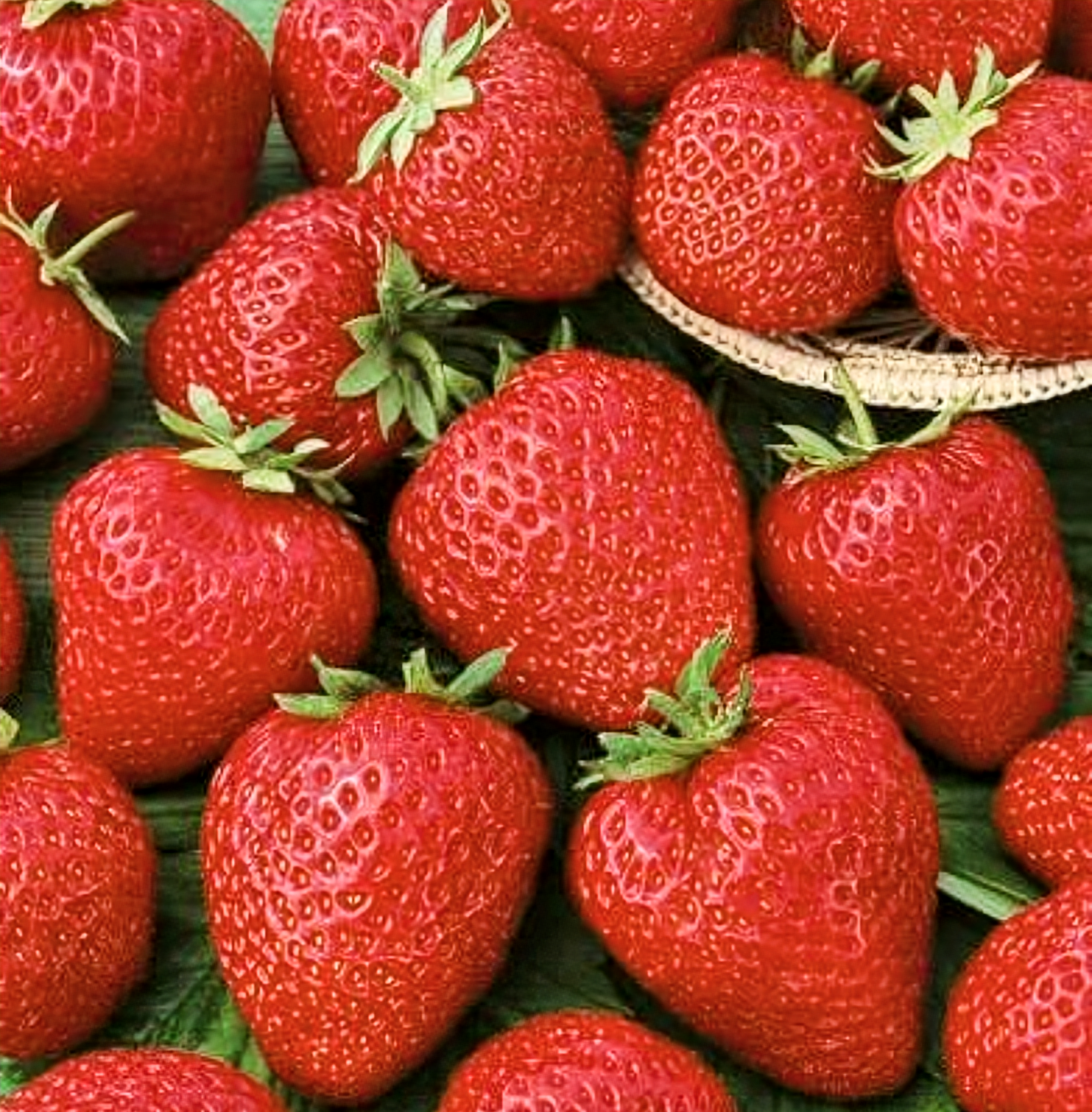 Fragaria' Quinault Giant Everbearing Strawberry, Well Established Clump