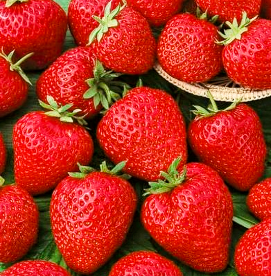 Fragaria' Quinault Giant Everbearing Strawberry, Well Established Clump