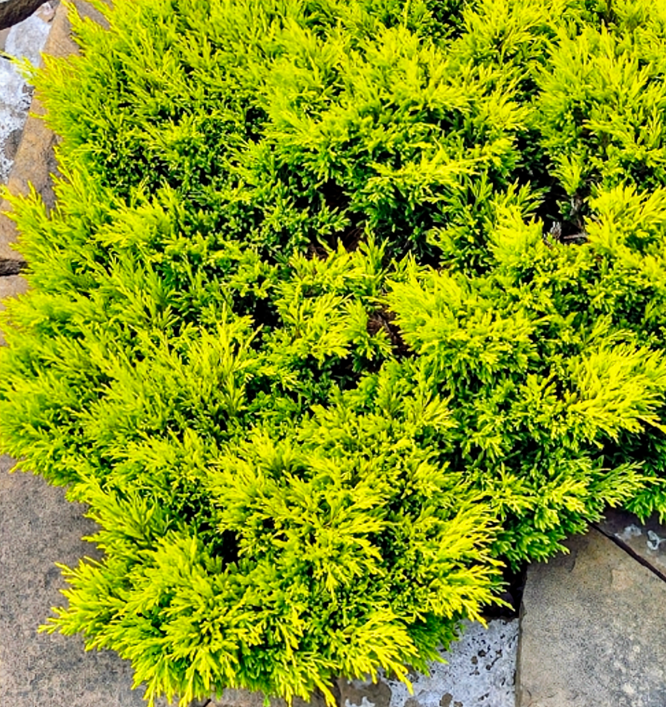 Juniperus' Limeglow Juniper