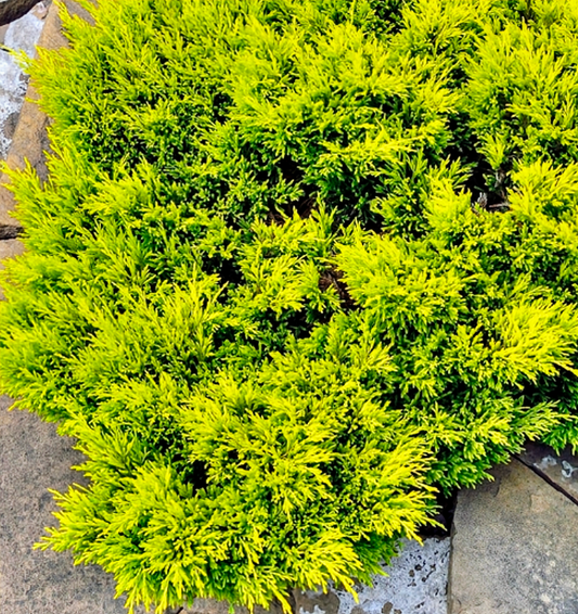 Juniperus' Limeglow Juniper