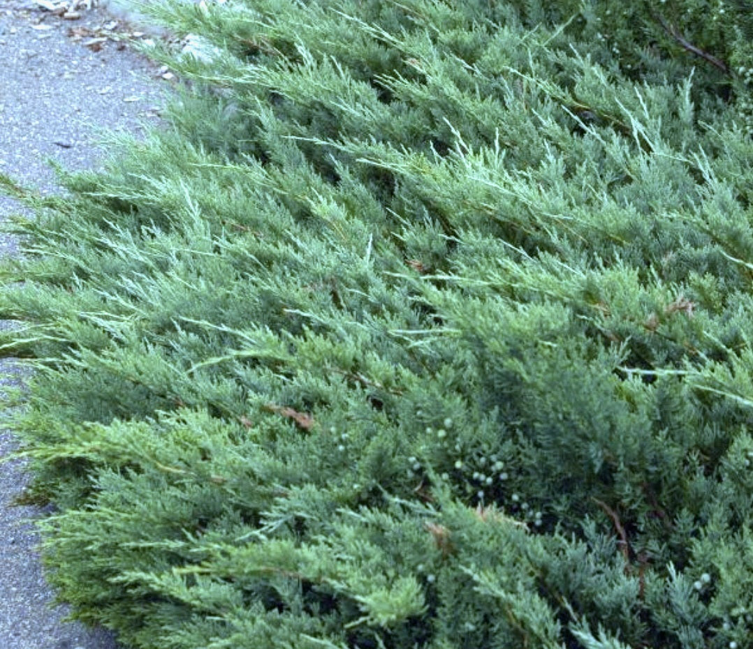 Juniperus' Hughes Juniper