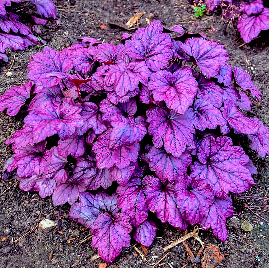 Heuchera' Electric Plum Coral Bells