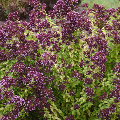 Origanum' Drops Of Jupiter Oregano