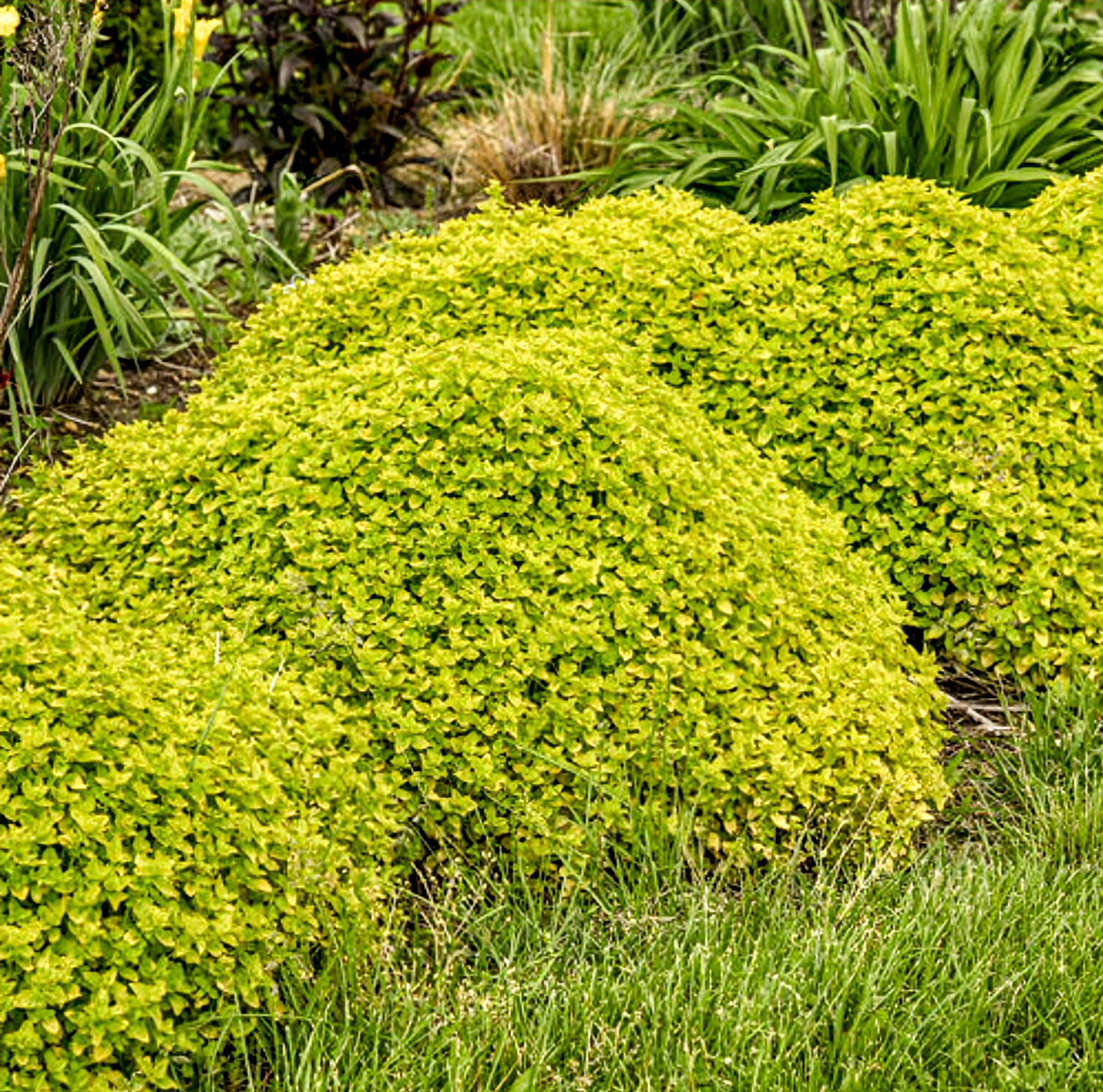 Origanum' Drops Of Jupiter Oregano