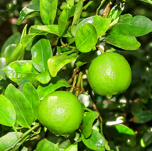 Citrus' Thornless Patio Key Lime Tree