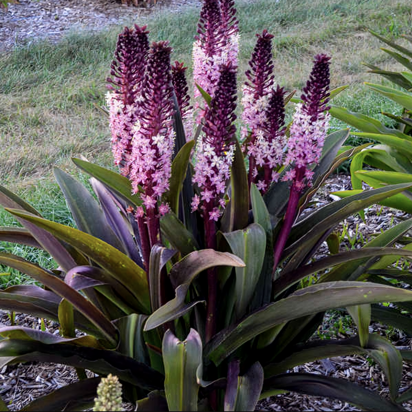 Eucomis' Safari Adventure Pineapple Lily