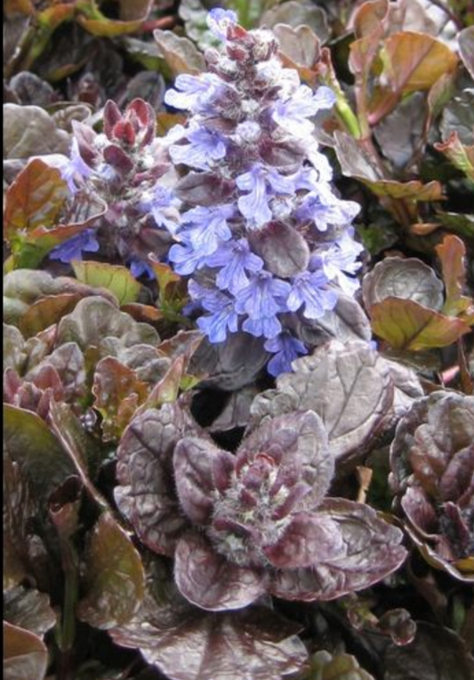 Ajuga' Black Scallop Bugleweed